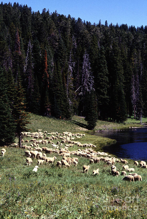 Sheep Grazing Photograph by Photo Researchers