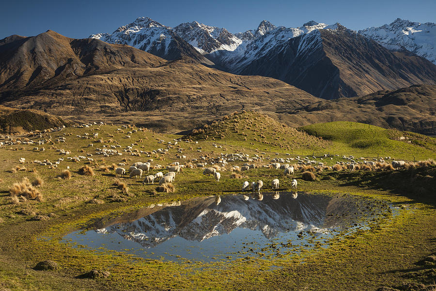 Sheep  In Alpine Meadow Rakaia Valley Photograph by Colin Monteath