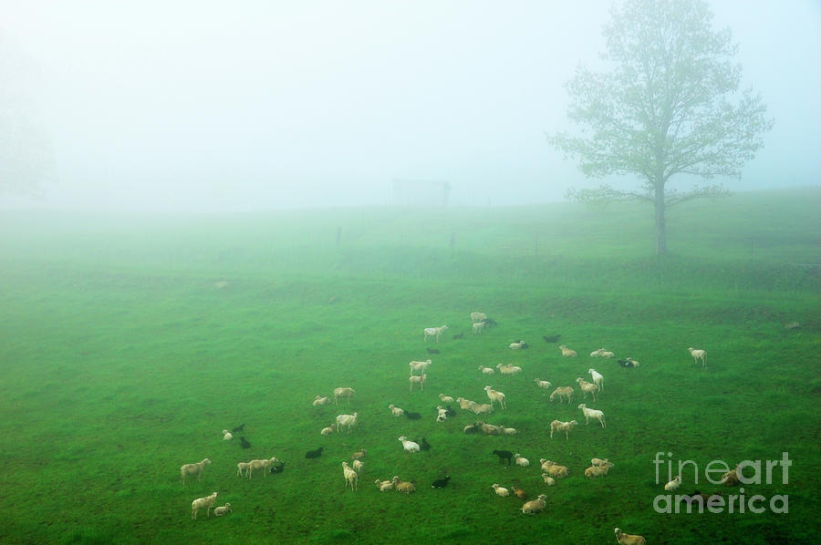Sheep Photograph - Sheep in Fog by Thomas R Fletcher