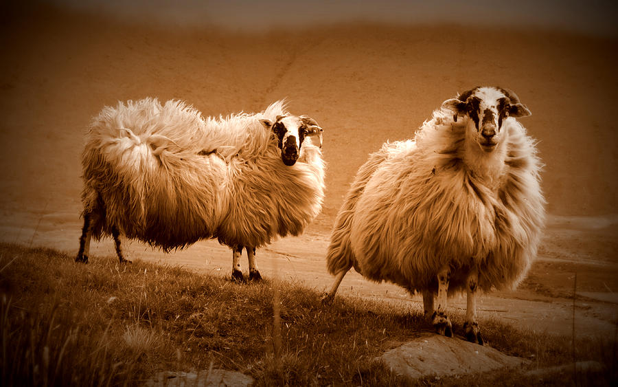 Sheep Photograph - Sheep in Ireland by Barbara Walsh