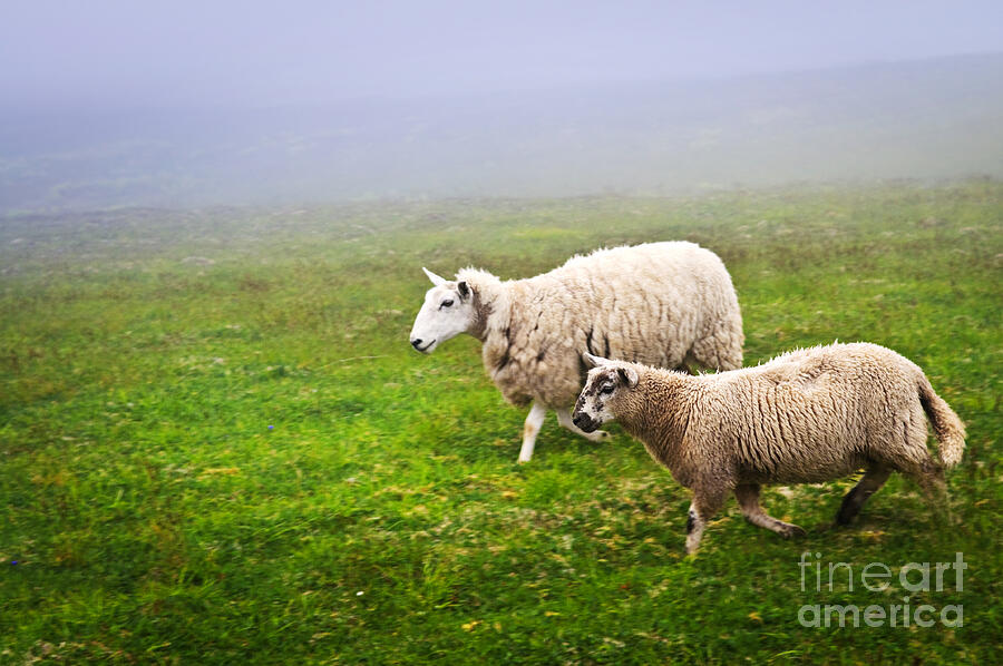 Sheep in misty meadow Photograph by Elena Elisseeva
