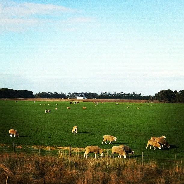 Sheep In New South Wales, Australia Photograph by Raam Dev