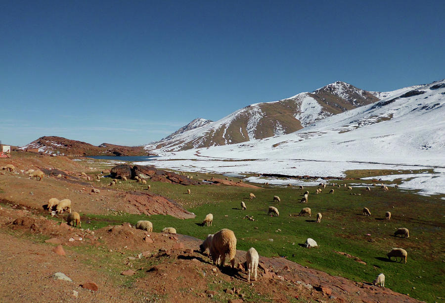 Landscape Photograph - Sheep in The Atlas mountains 02 by Miki De Goodaboom