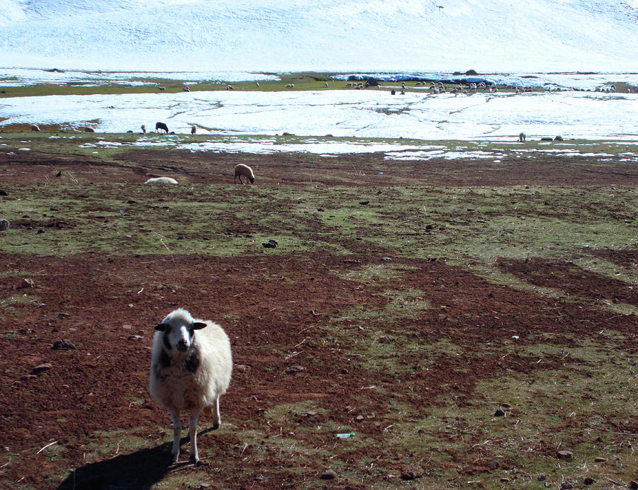 Sheep in The Atlas mountains Photograph by Miki De Goodaboom