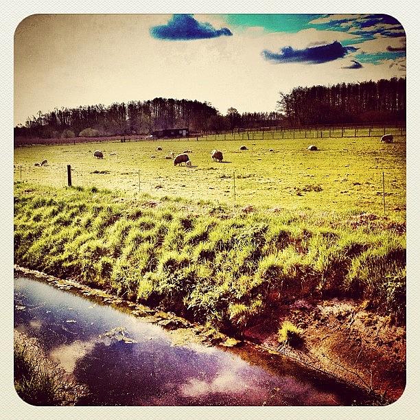 Instagram Photograph - Sheep In The Fields by Wilbert Claessens