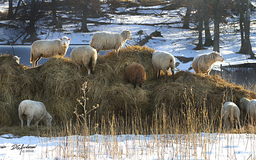 Sheep in the Hay Photograph by Don Anderson