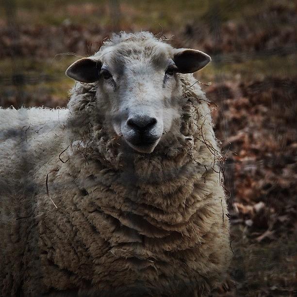 Sheep Photograph by Mary Ann Reilly