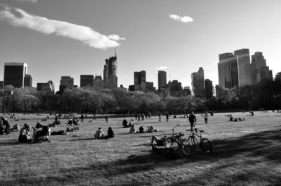 Sheep Meadow Photograph by Andrew Dinh