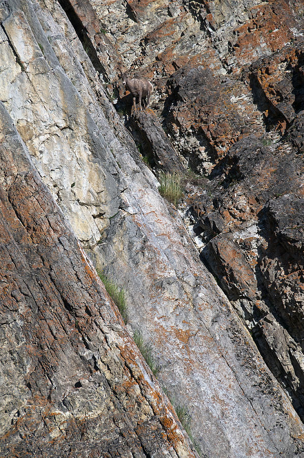 Sheep On A Cliff Photograph by David Kleinsasser