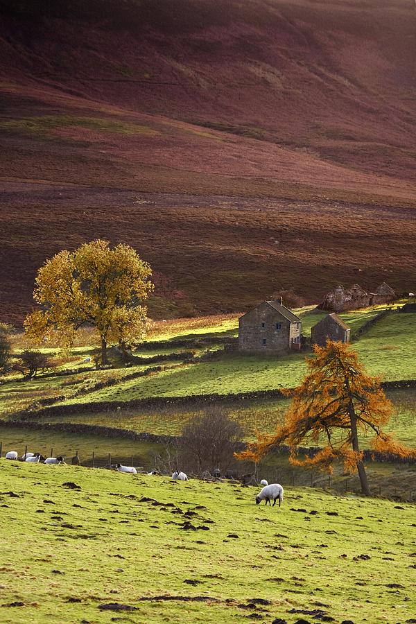 Animal Photograph - Sheep On A Hill, North Yorkshire by John Short