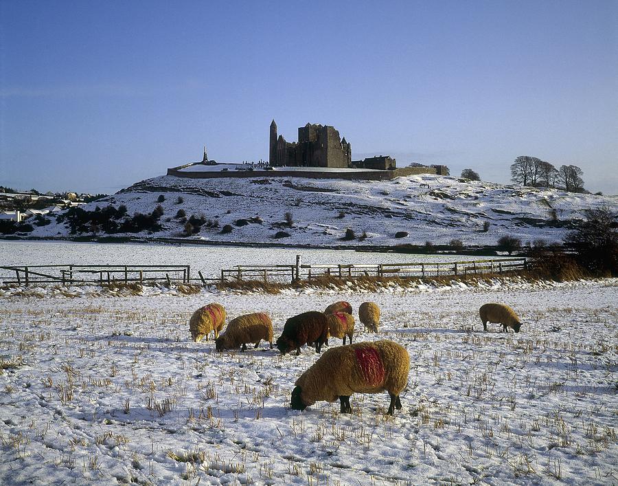 Sheep Photograph - Sheep On A Snow Covered Landscape In by The Irish Image Collection 