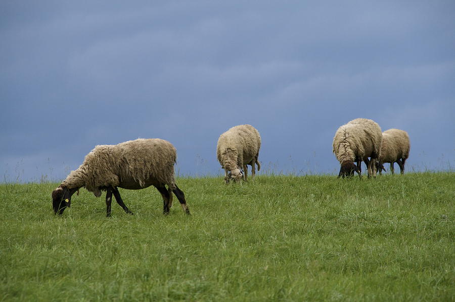 Sheep Photograph - Sheep by Pan Orsatti