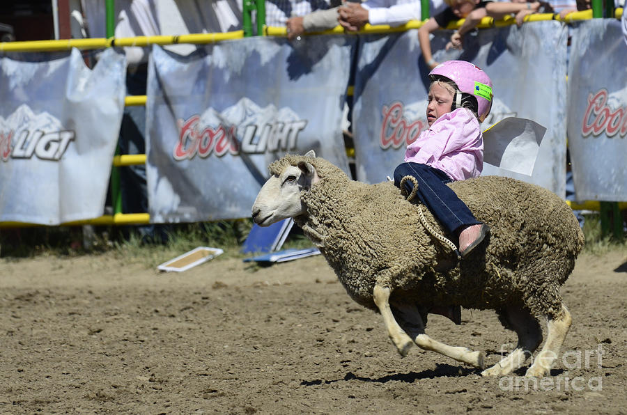Rodeo Sheep Riding Photograph by Bob Christopher