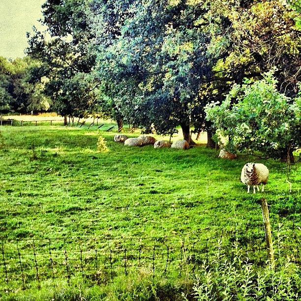 Sheep Photograph - #sheep Under The #trees by Wilbert Claessens