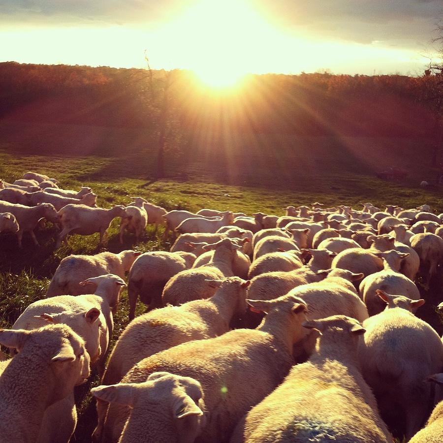 Sheep Walking Toward The Sun Photograph by Georgia Ranney