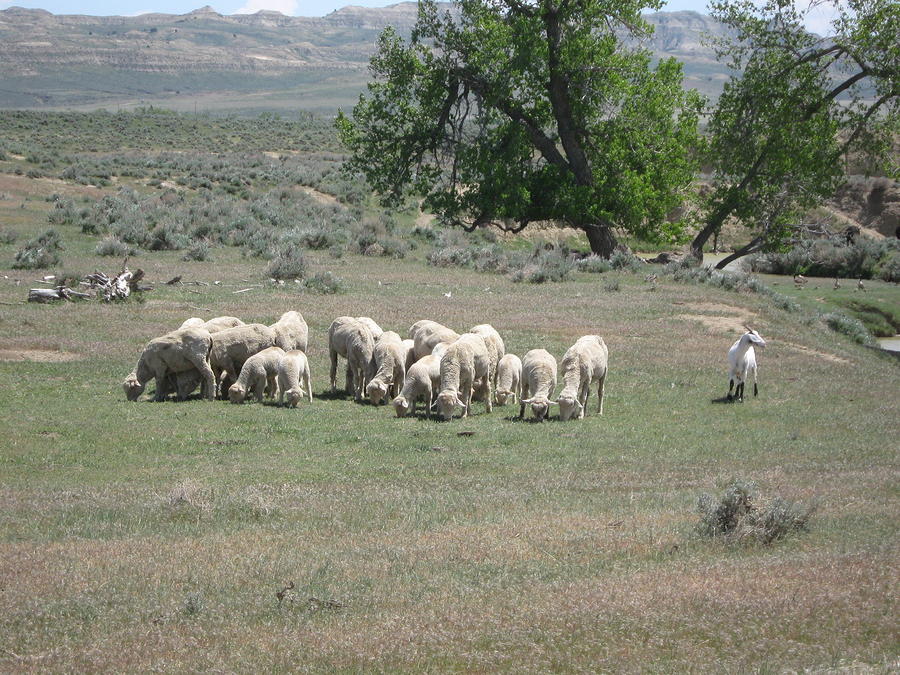 Sheep Photograph by Wayne Toutaint