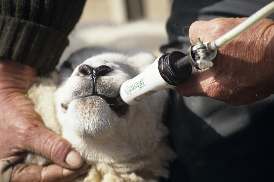 Sheep Worming Photograph by David Aubrey - Fine Art America