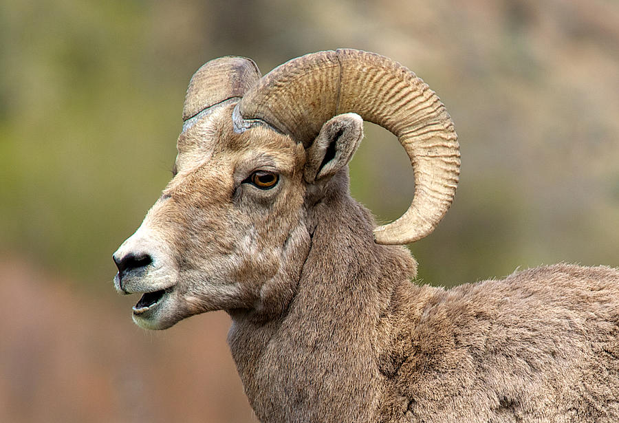 Sheepish Photograph by Bob Smithing - Fine Art America