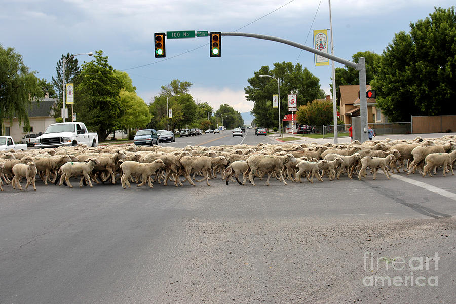 Sheeps Crossing Photograph by Craig Leaper