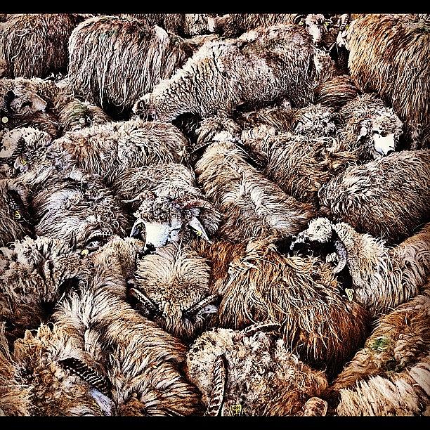 Sheep Photograph - Sheeps Everywhere by Styledeouf ®