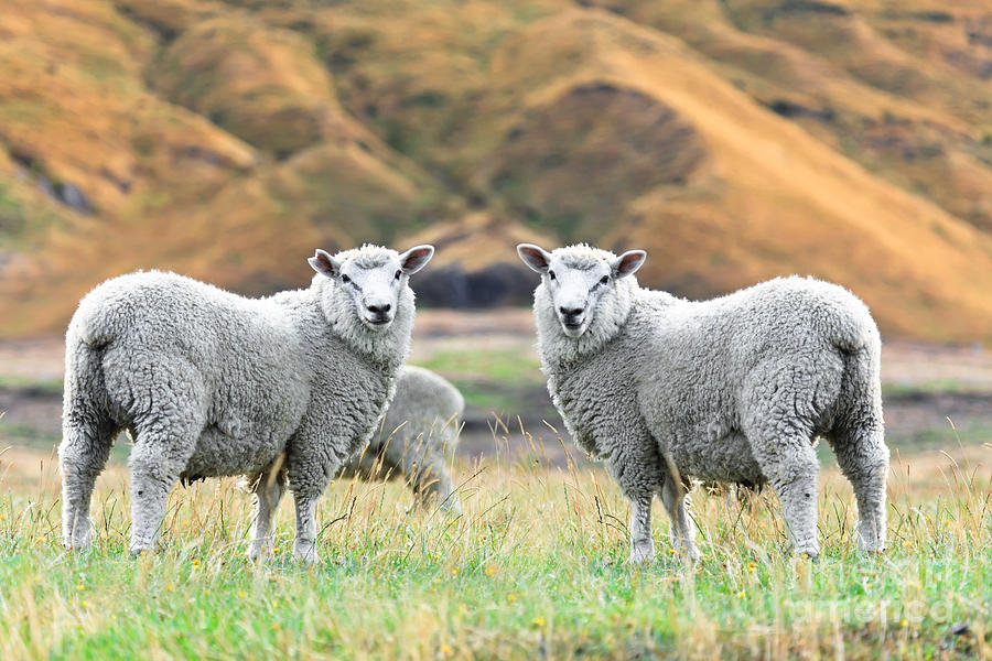 Sheeps Photograph