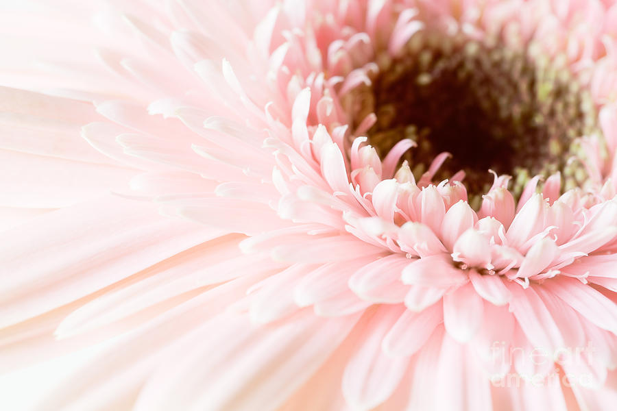 Daisy Photograph - Sheer Pink by Lisa McStamp
