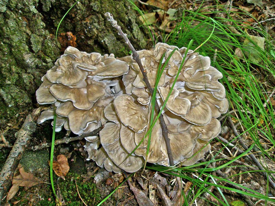 Shelf Fungus - Grifola frondosa Photograph by Carol Senske
