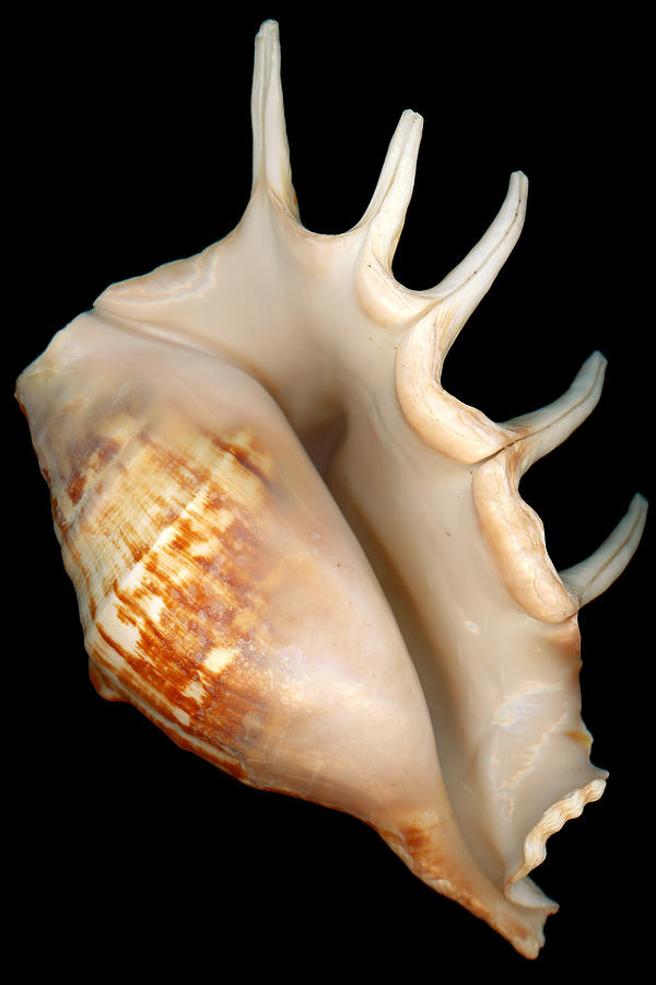 Shell - Conchology - Conch Photograph by Mike Savad