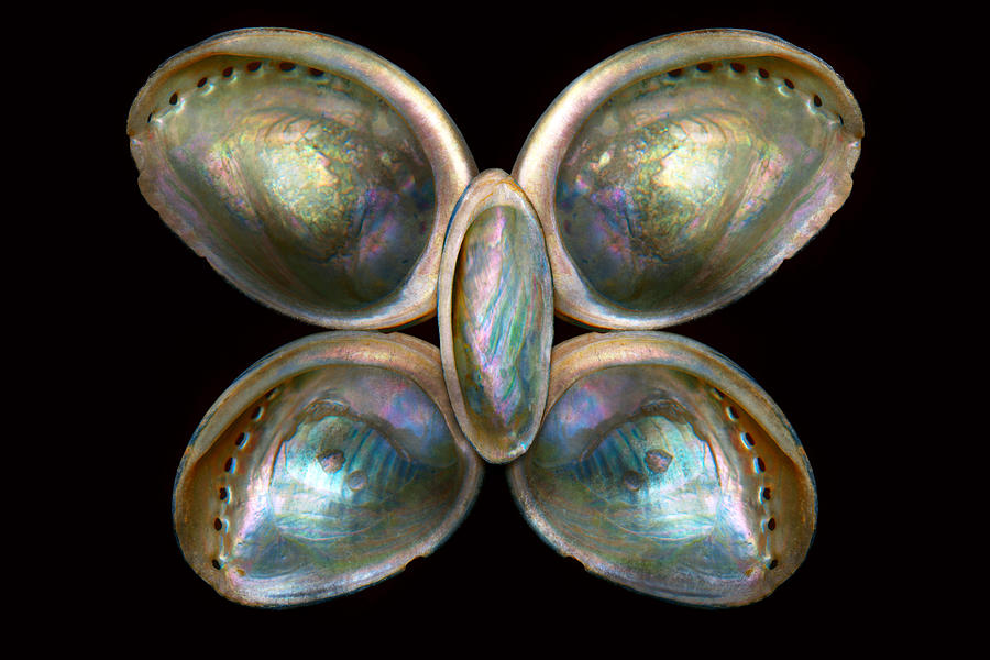 Shell - Conchology - Devine Pearlescence Photograph by Mike Savad