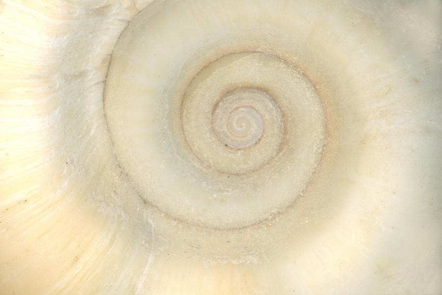Shell - Conchology - White Spiral Photograph by Mike Savad