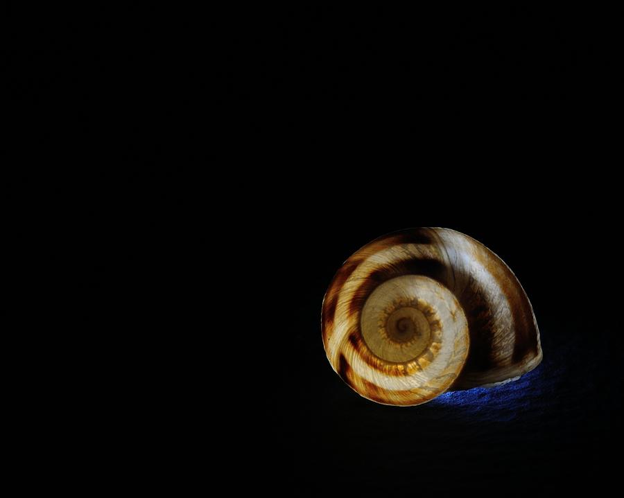 Shell 4 Photograph by Mark Fuller