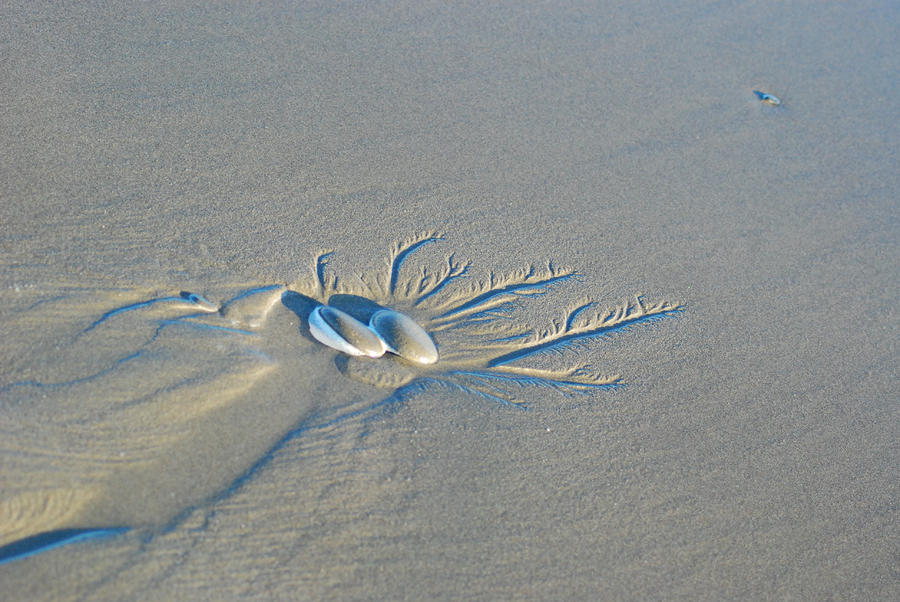 Shell and Sand Art Photograph by Wanda Jesfield
