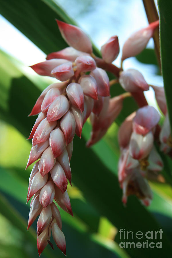 Shell Ginger Alpinia zerumbet Tropical Flowers of Hawaii Photograph by Sharon Mau