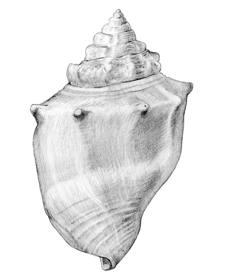 shell drawings