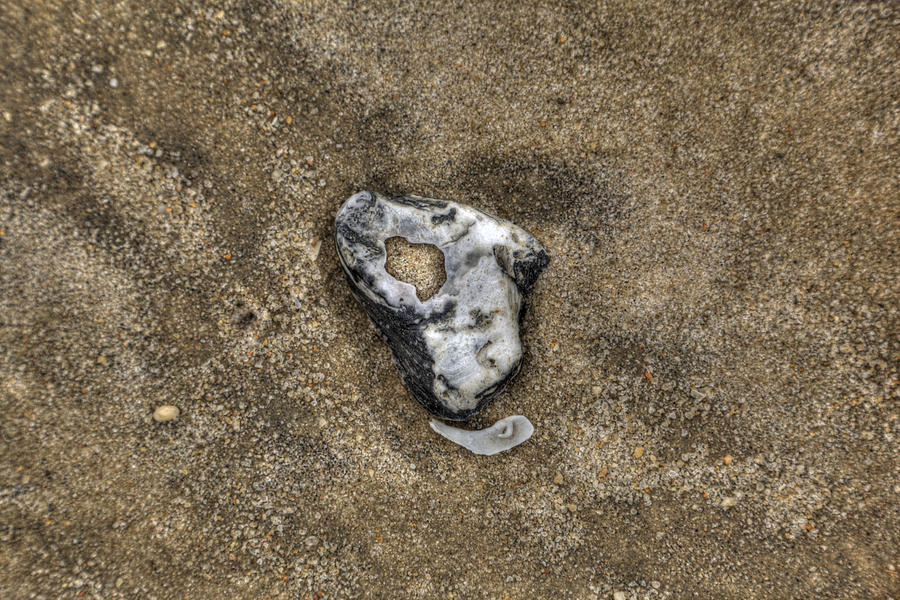 Shell in the sand. Photograph by Steve Gravano | Fine Art America