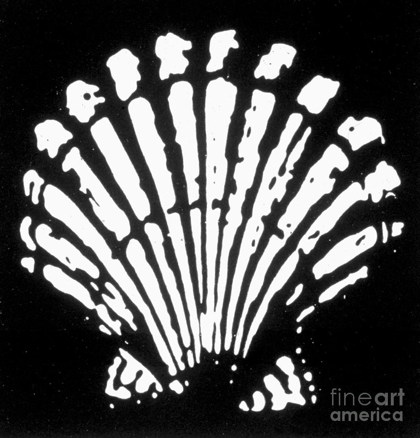 Shell Oil Logo, 1904 Photograph by Granger
