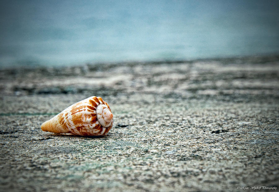 Shell Photograph by Ryan Wyckoff