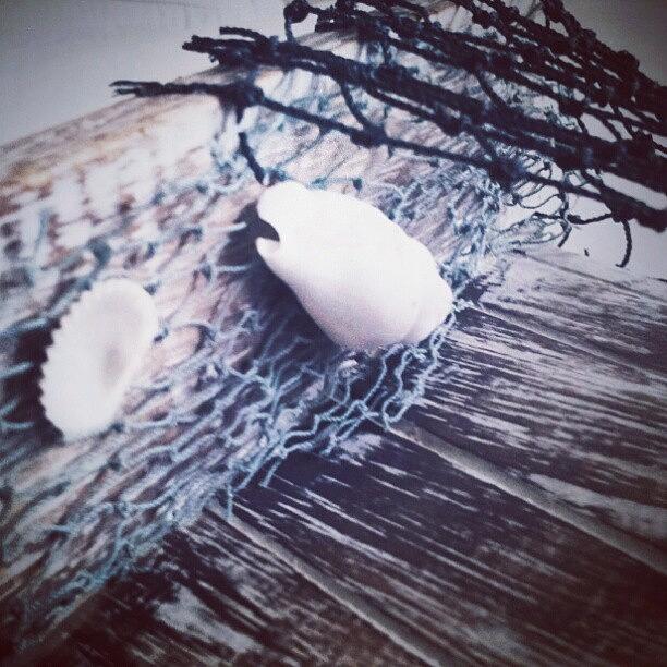 Vintage Photograph - #shell #seashell #ocean #sea #beach by Liz Grimbeek