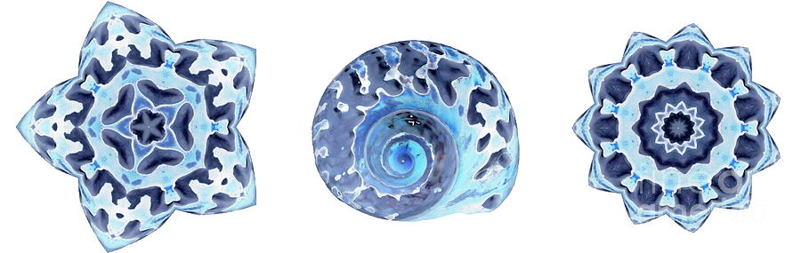 Shell Triptych Photograph by Andrea Kollo - Fine Art America