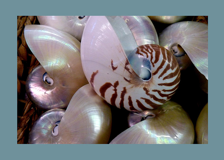 Shells - 1 Photograph by Carla Parris