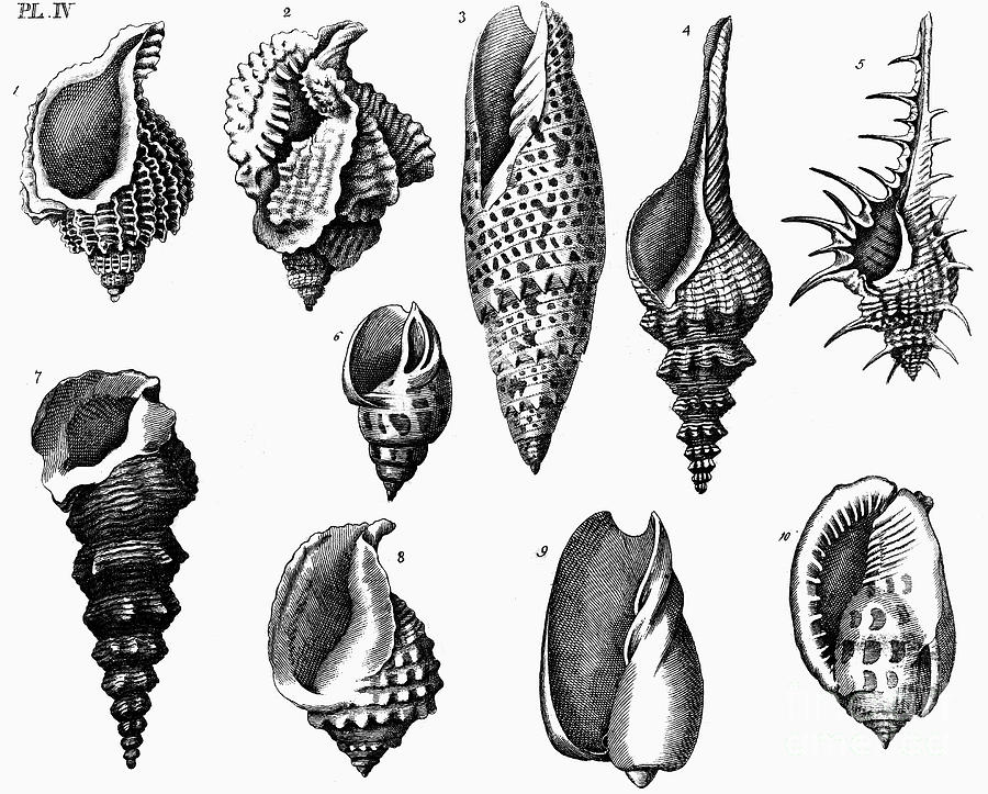Shells, 1776 Photograph by Granger Shells, 1776 Photograph by Granger