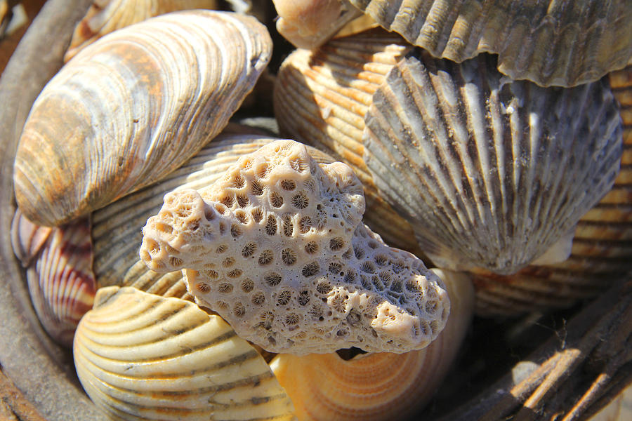 Shells 3 Photograph