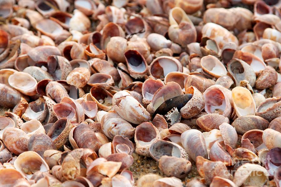 Shells carpet II Photograph by Hideaki Sakurai Fine Art America