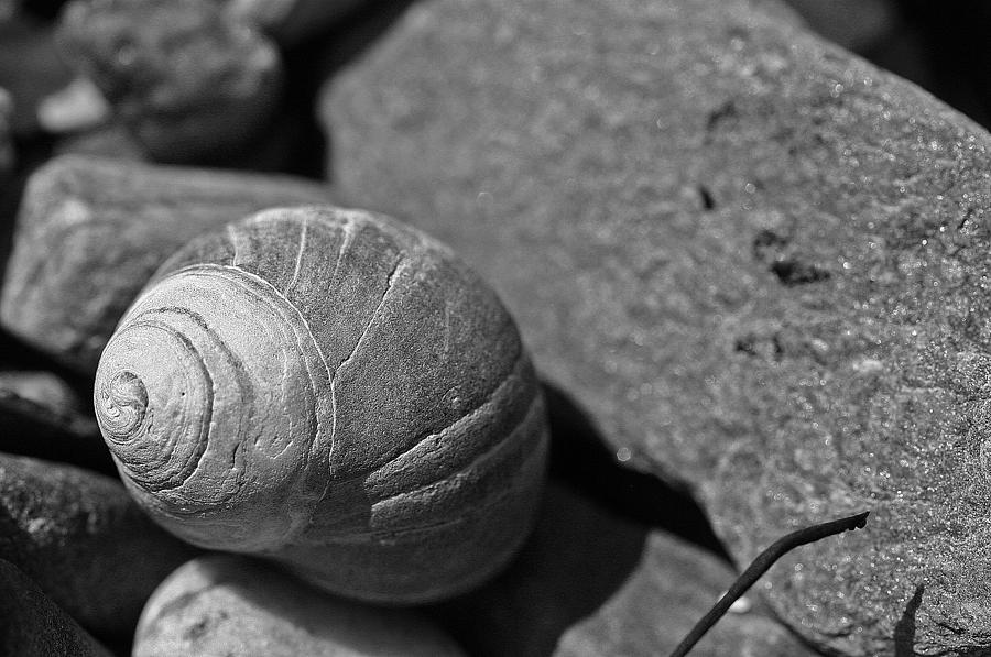 Shells II Photograph by David Rucker