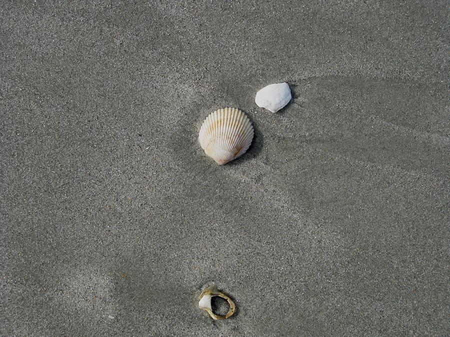 Shells in the Sand Photograph by Kathy Long