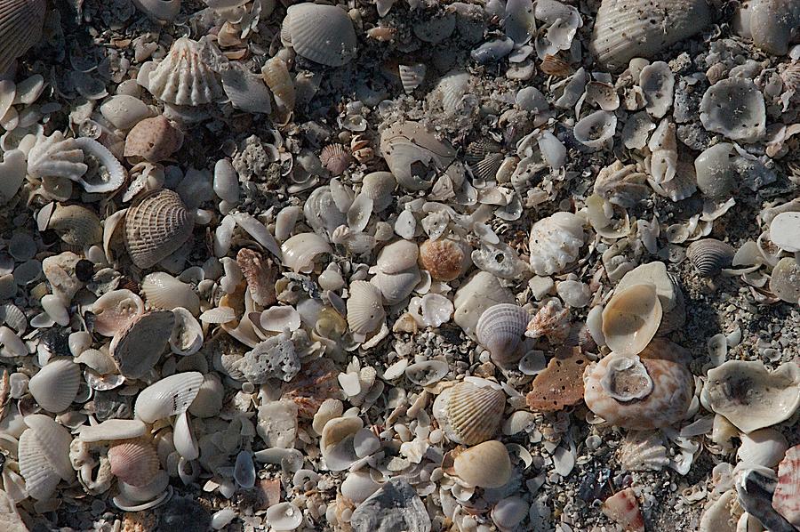 Shells Photograph by Joseph Yarbrough