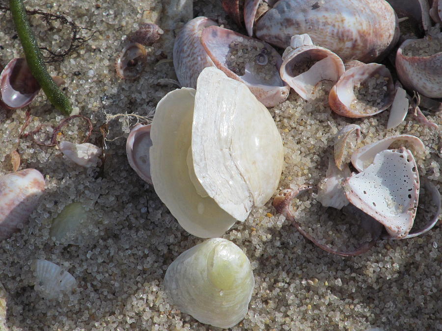 Shells Photograph by Loretta Pokorny