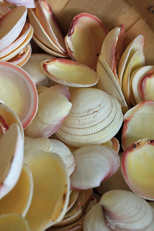 Shells Photograph by Naomi Wittlin