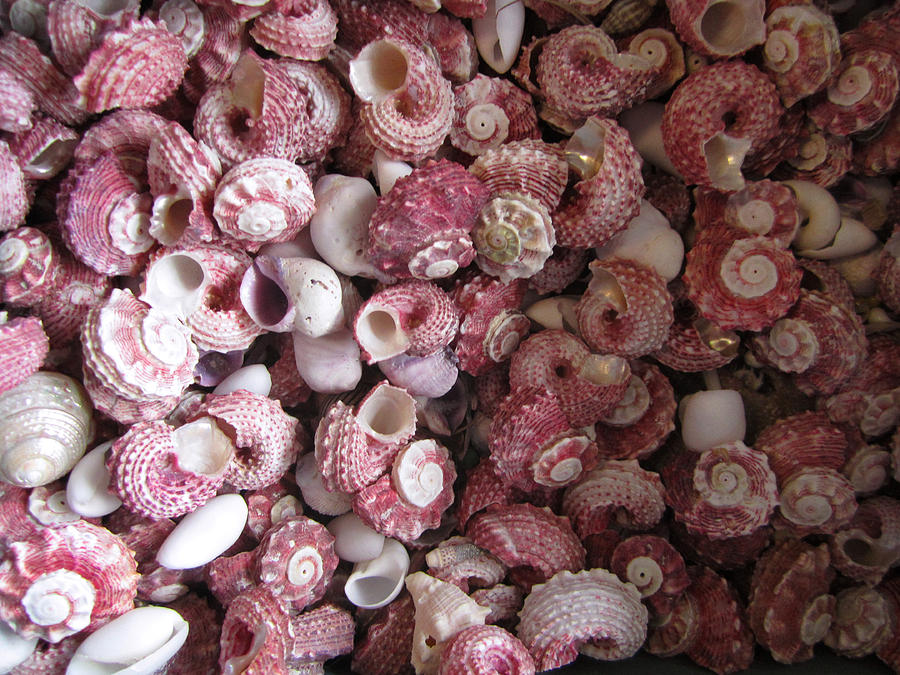 Shells of Swirling Pinks Photograph by Kym Backland