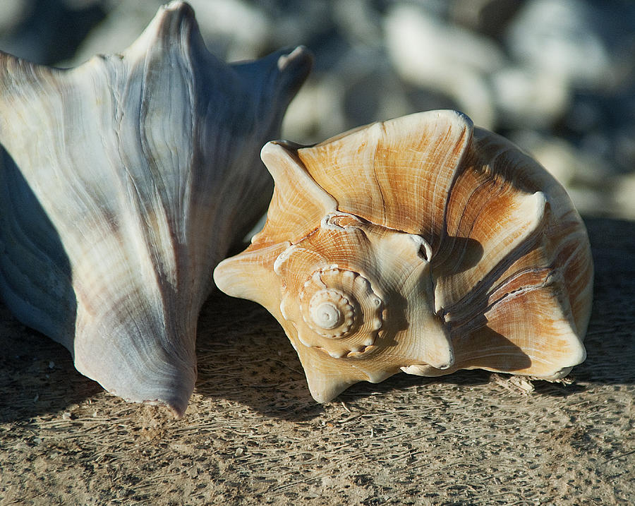 Shells Photograph by Pat Exum